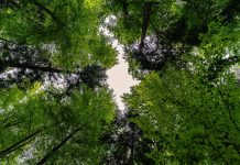 I consumatori non conoscono le vere cause della deforestazione